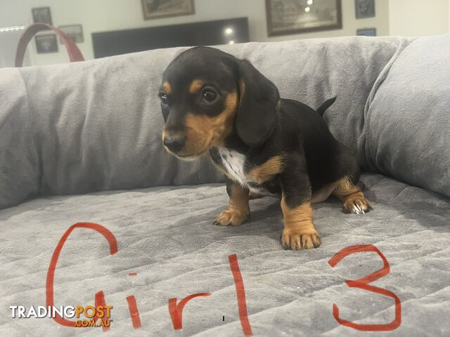 Miniature Shorthair Purebred Dachshund puppies