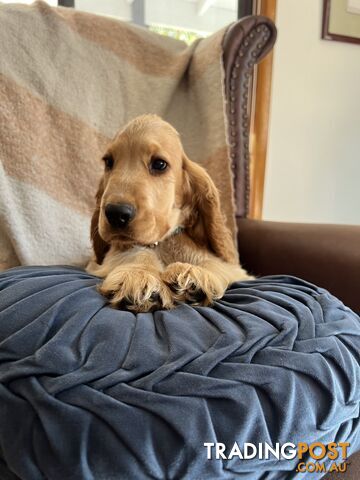 Trading post cocker store spaniel