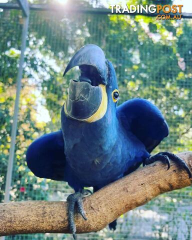 Hyacinth Macaw baby and breeding pair