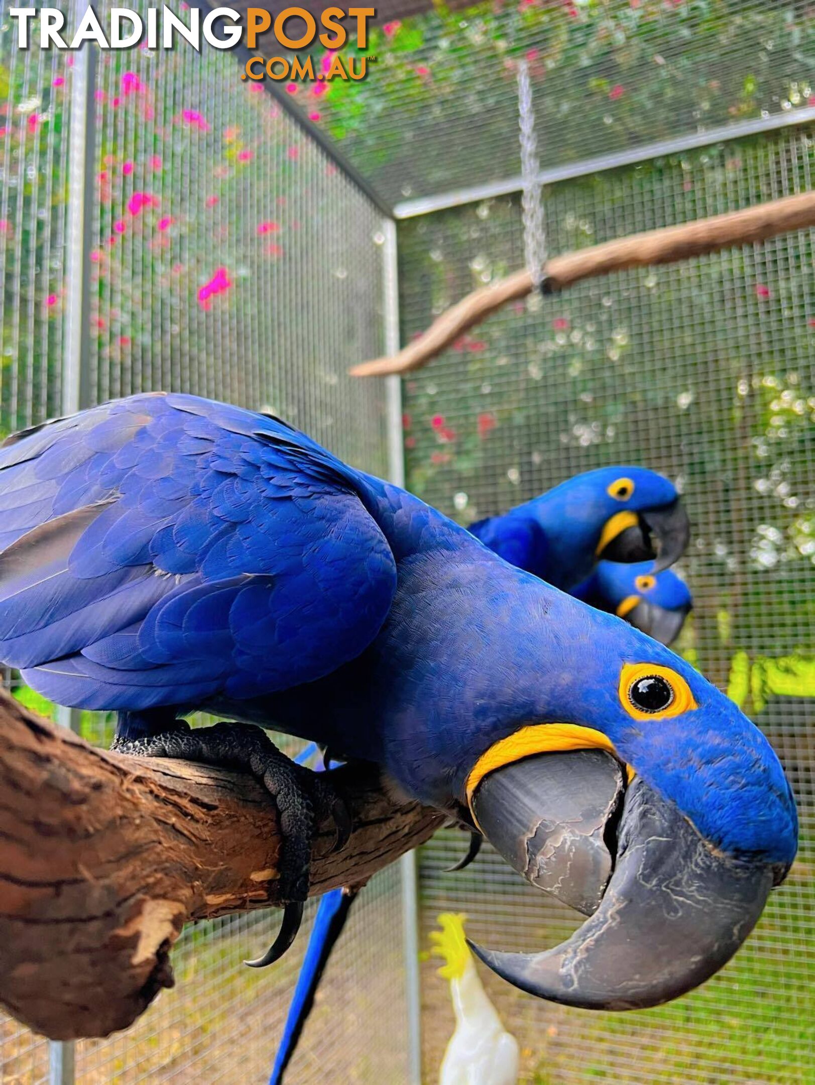 Hyacinth Macaw baby and breeding pair