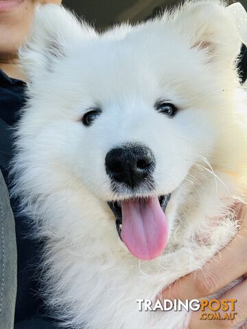 Samoyed Puppy finding a new home