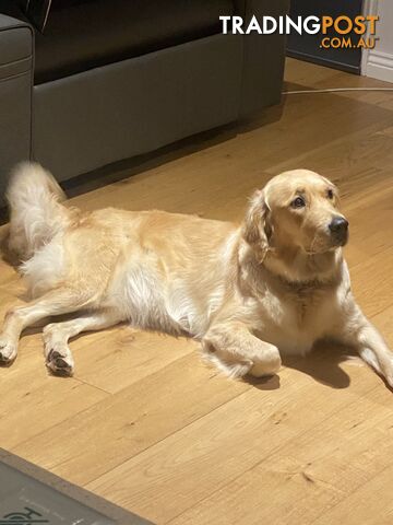 Golden Retriever 2 years old - Pure bred female