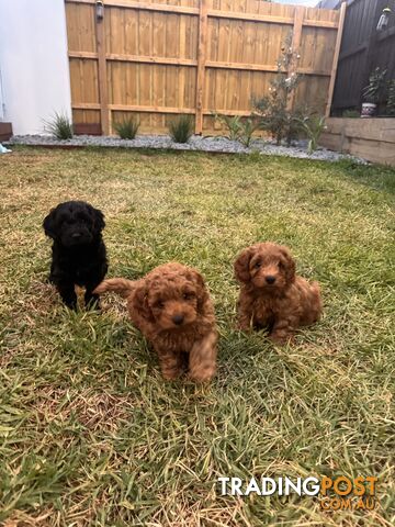 Toy poodle x long haired dachshund puppies (DNA clear)