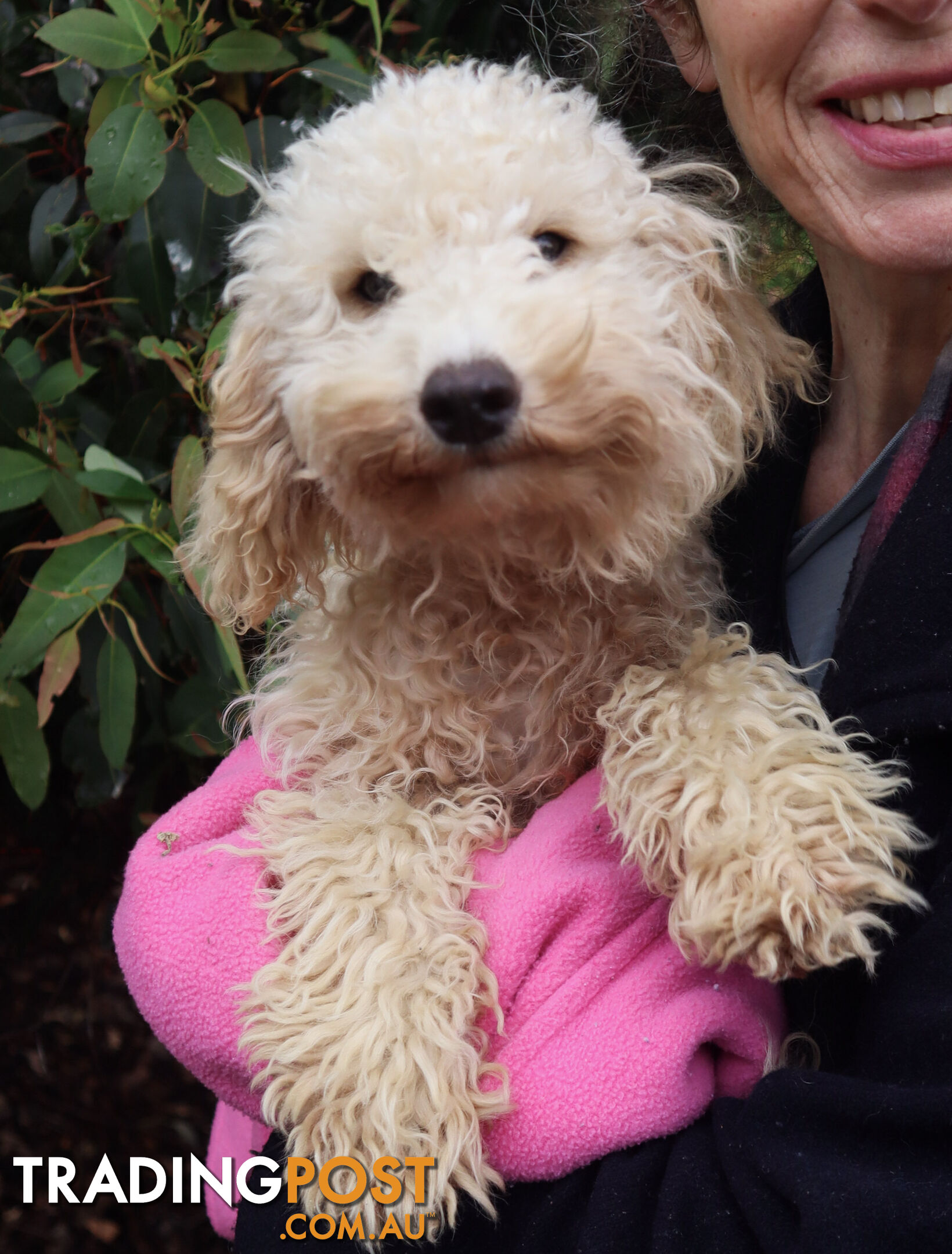 Second generation Mini Schnoodle puppies available now. Last ones left.  :)