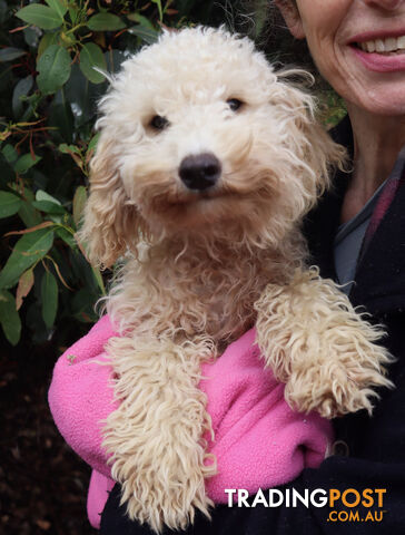 Second generation Mini Schnoodle puppies available now. Last ones left.  :)