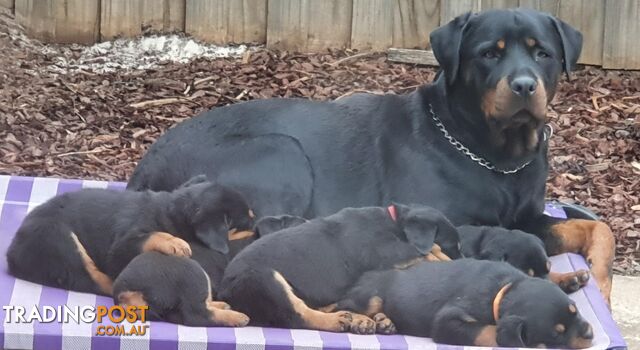 Rottweiler bobtail pups