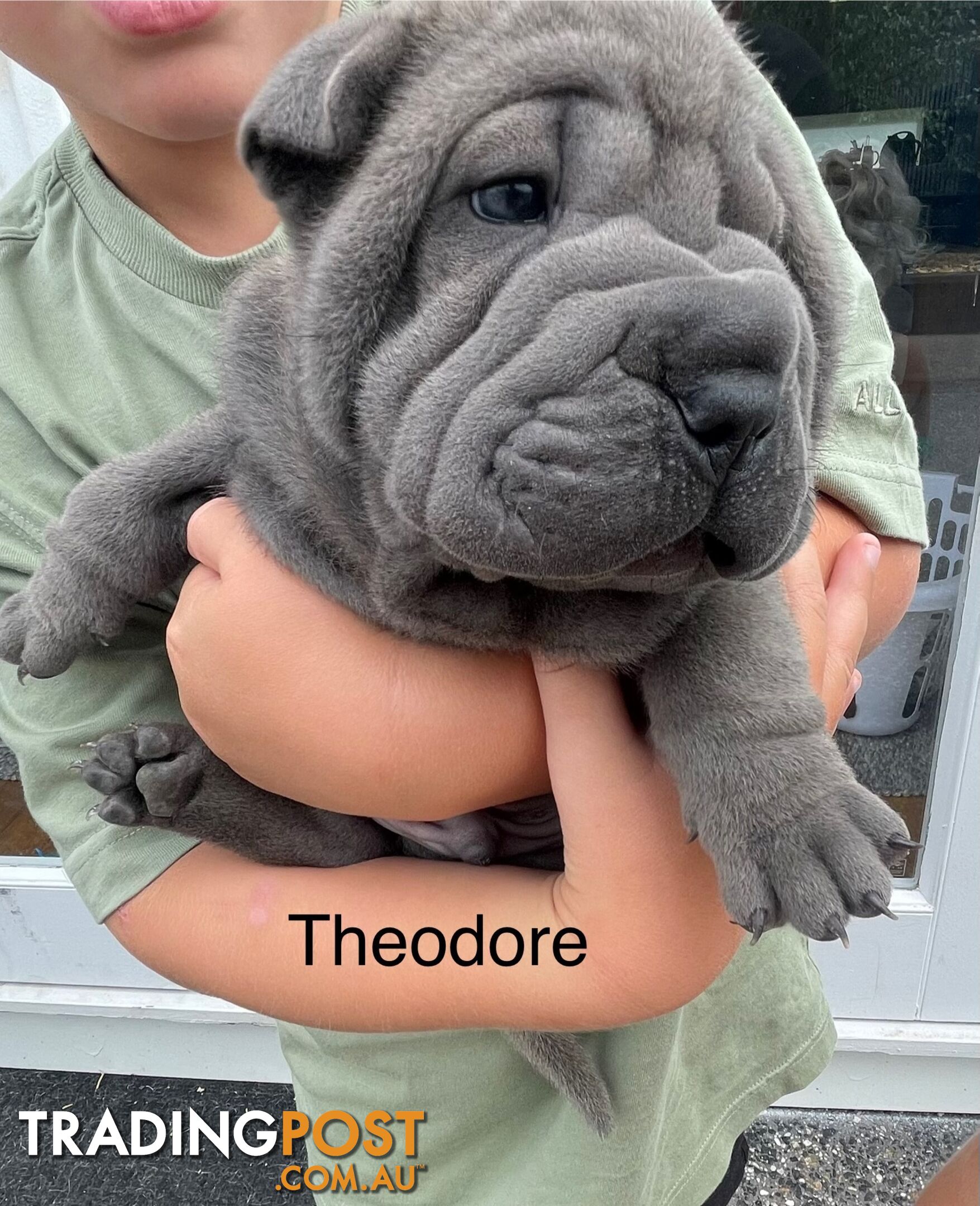 Shar Pei Puppies