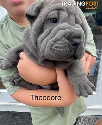 Shar Pei Puppies