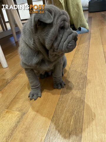 Shar Pei Puppies