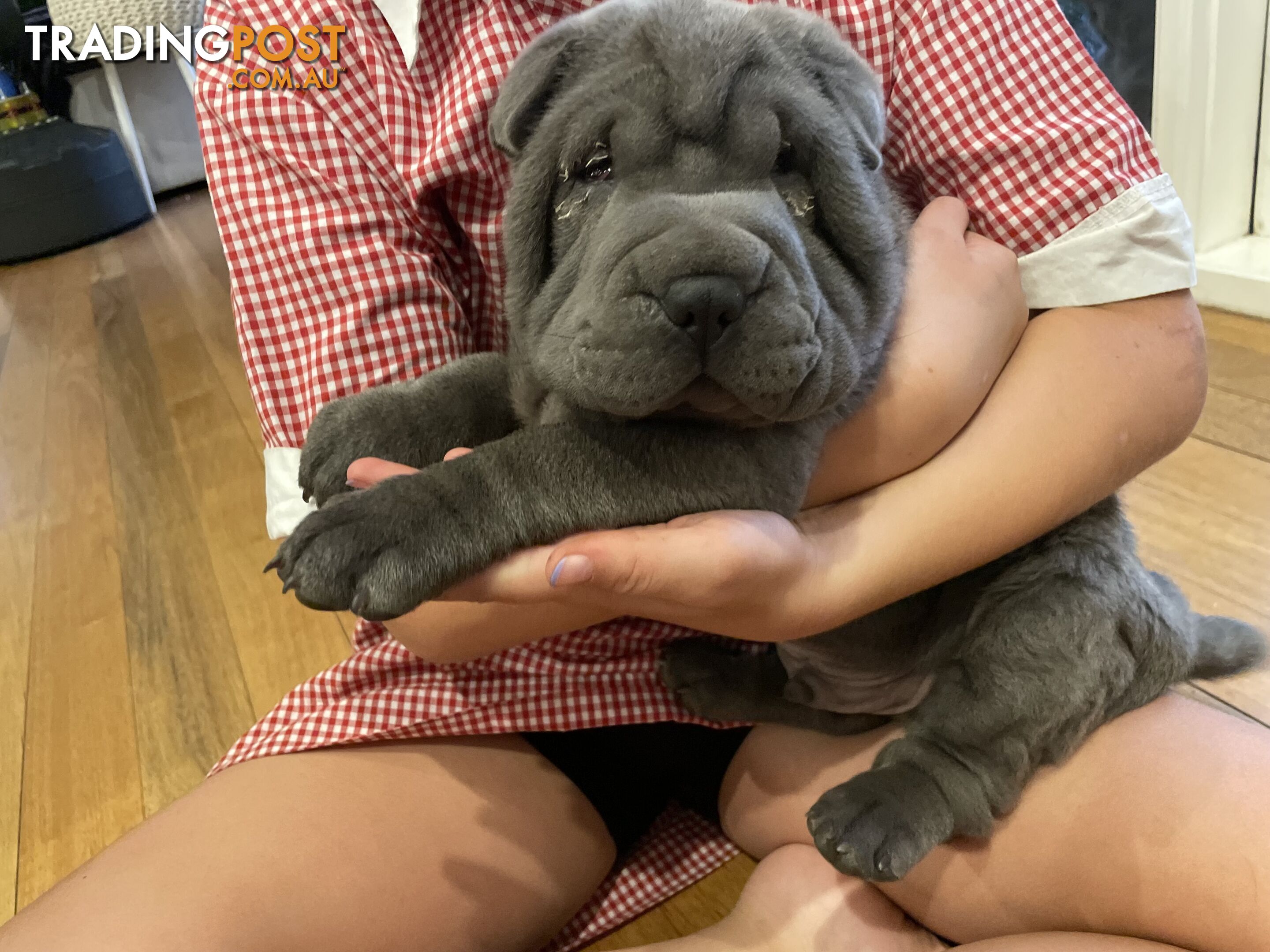 Shar Pei Puppies