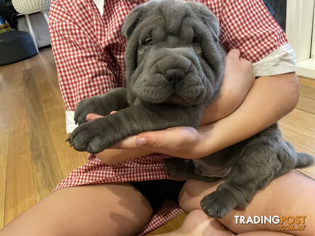 Shar Pei Puppies