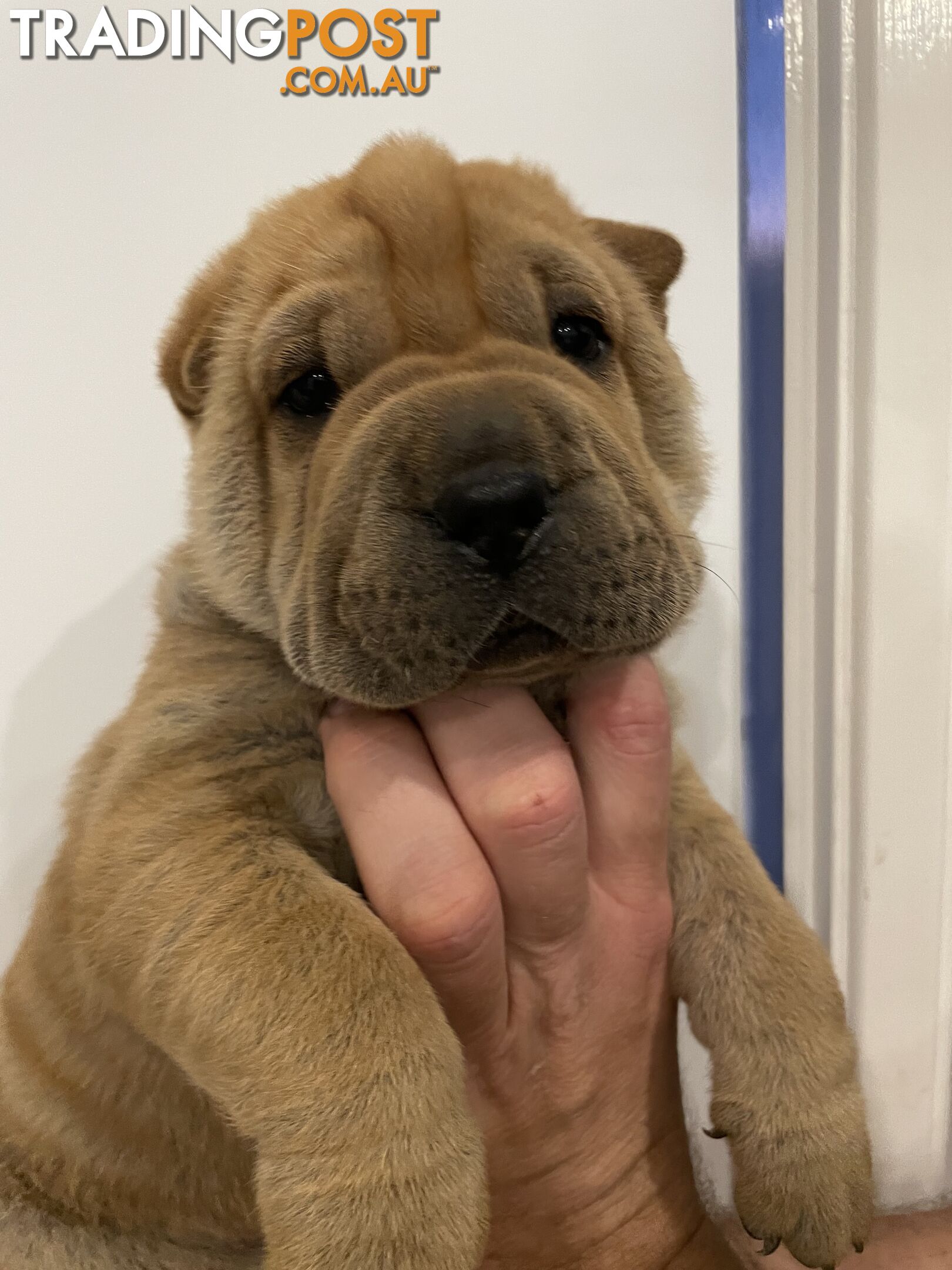 Shar Pei Puppies