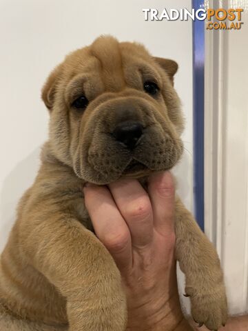 Shar Pei Puppies