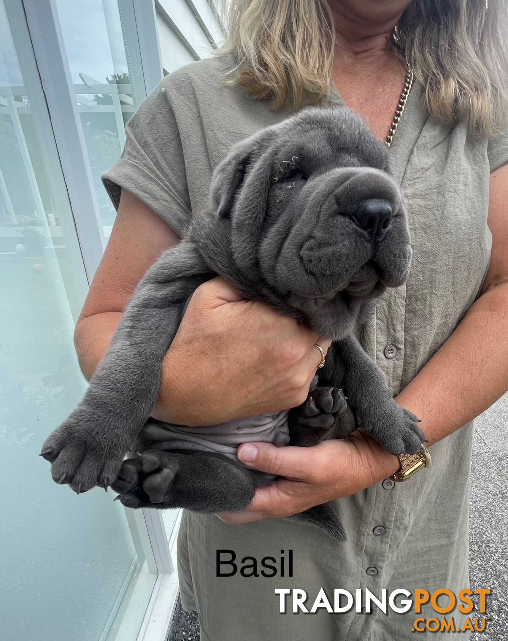 Shar Pei Puppies