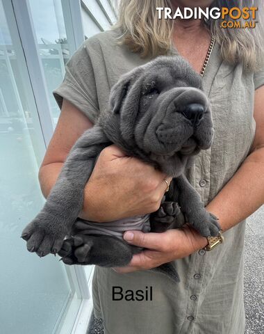 Shar Pei Puppies