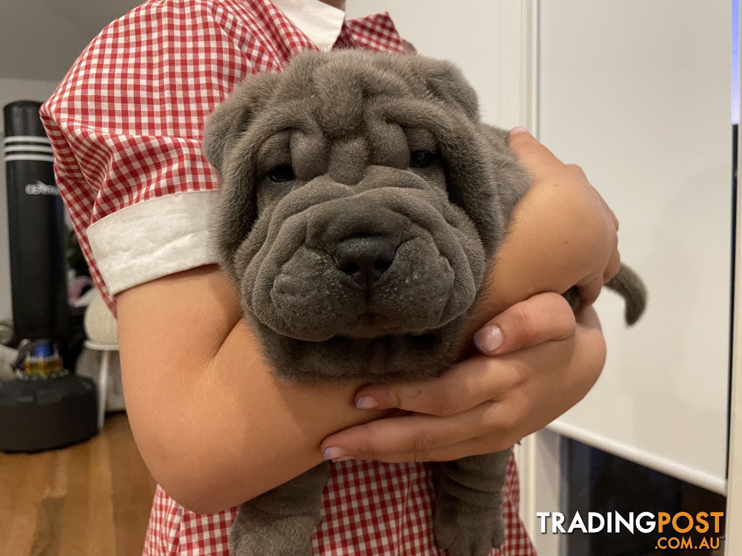 Shar Pei Puppies