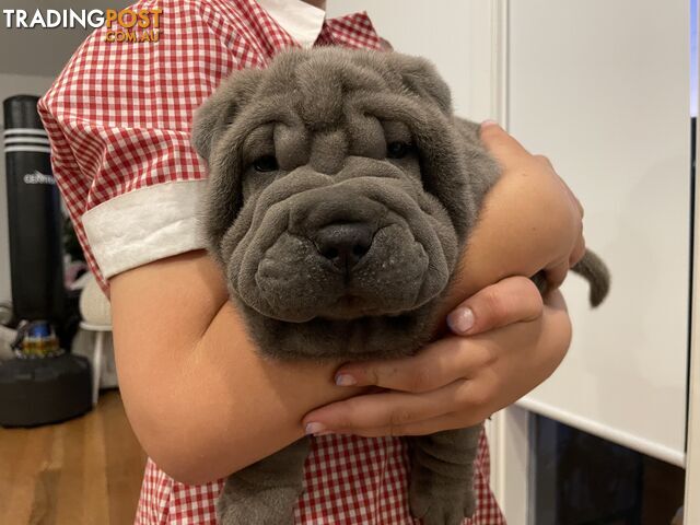 Shar Pei Puppies