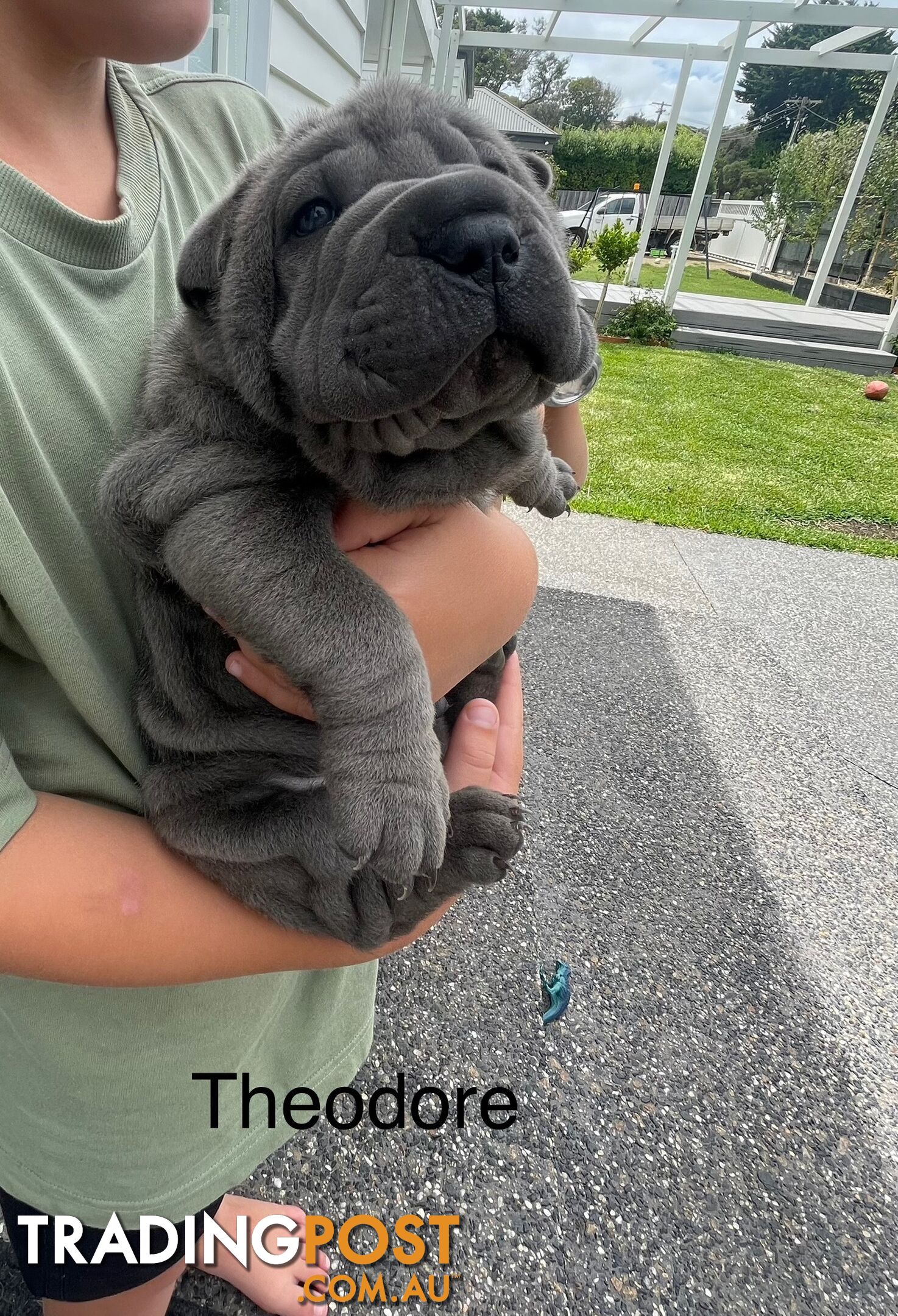 Shar Pei Puppies