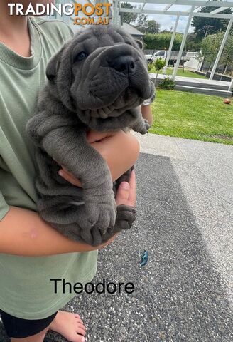 Shar Pei Puppies