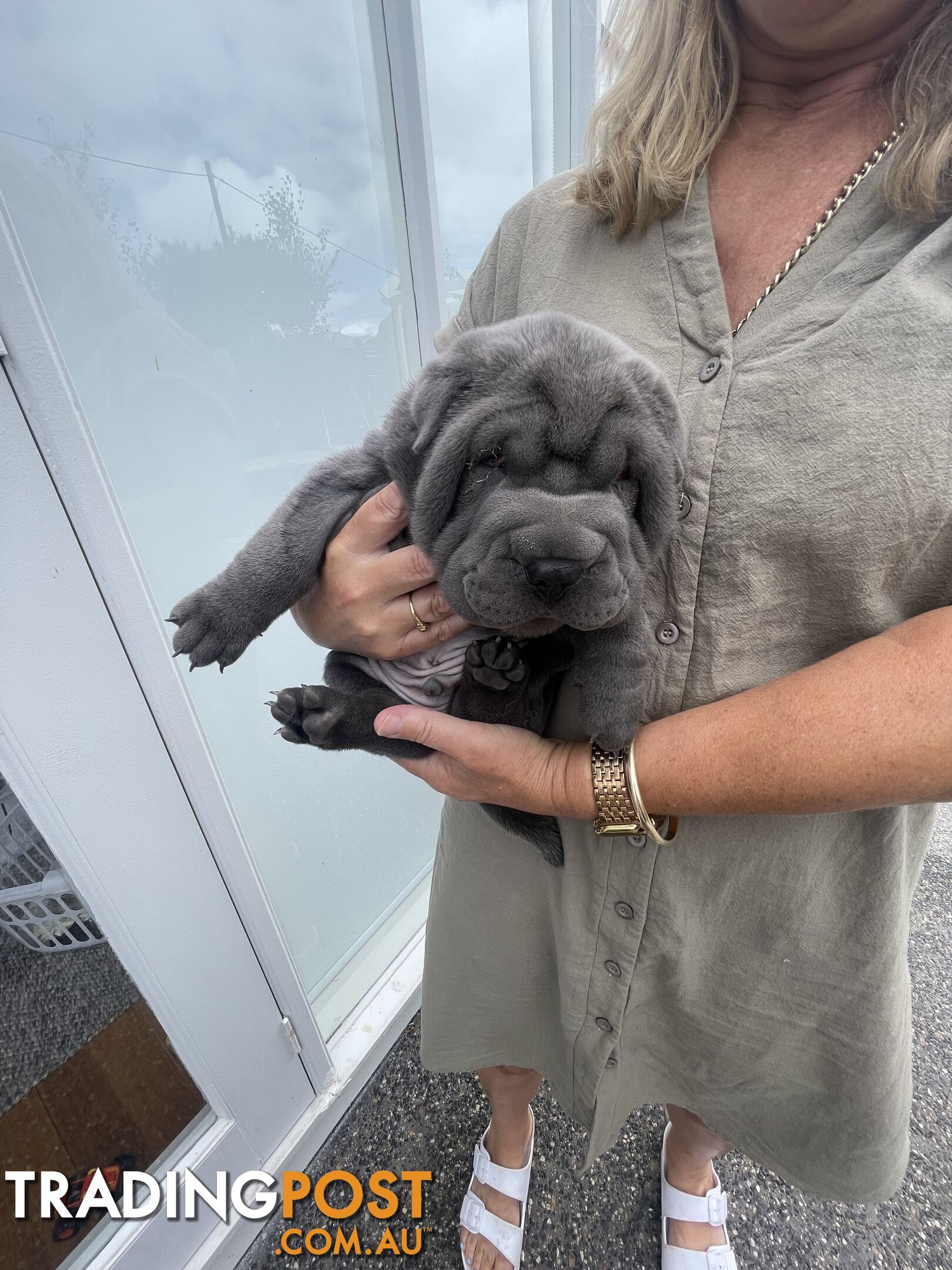 Shar Pei Puppies