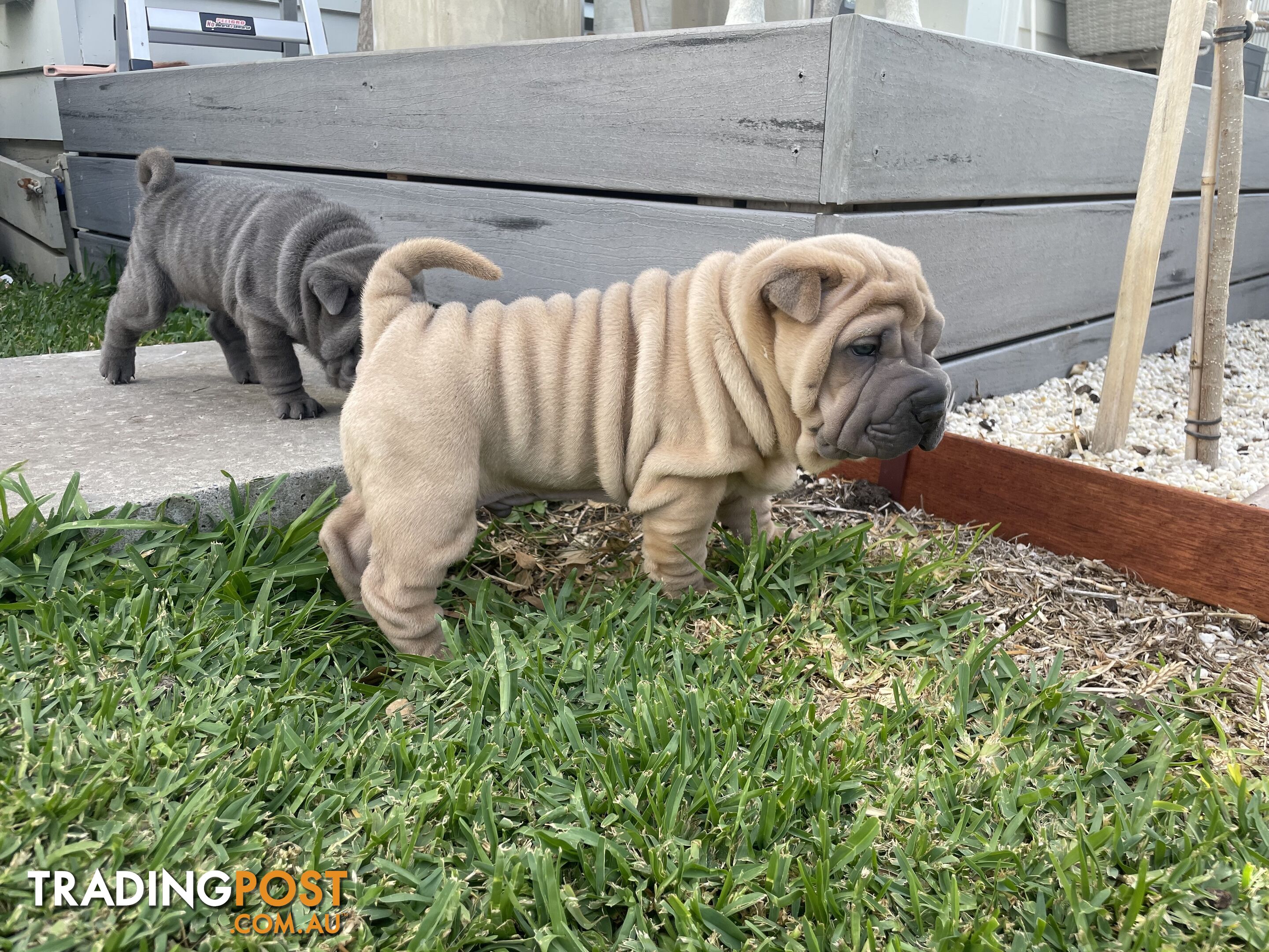 Shar Pei Puppies