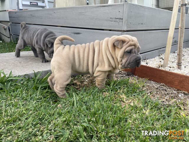 Shar Pei Puppies