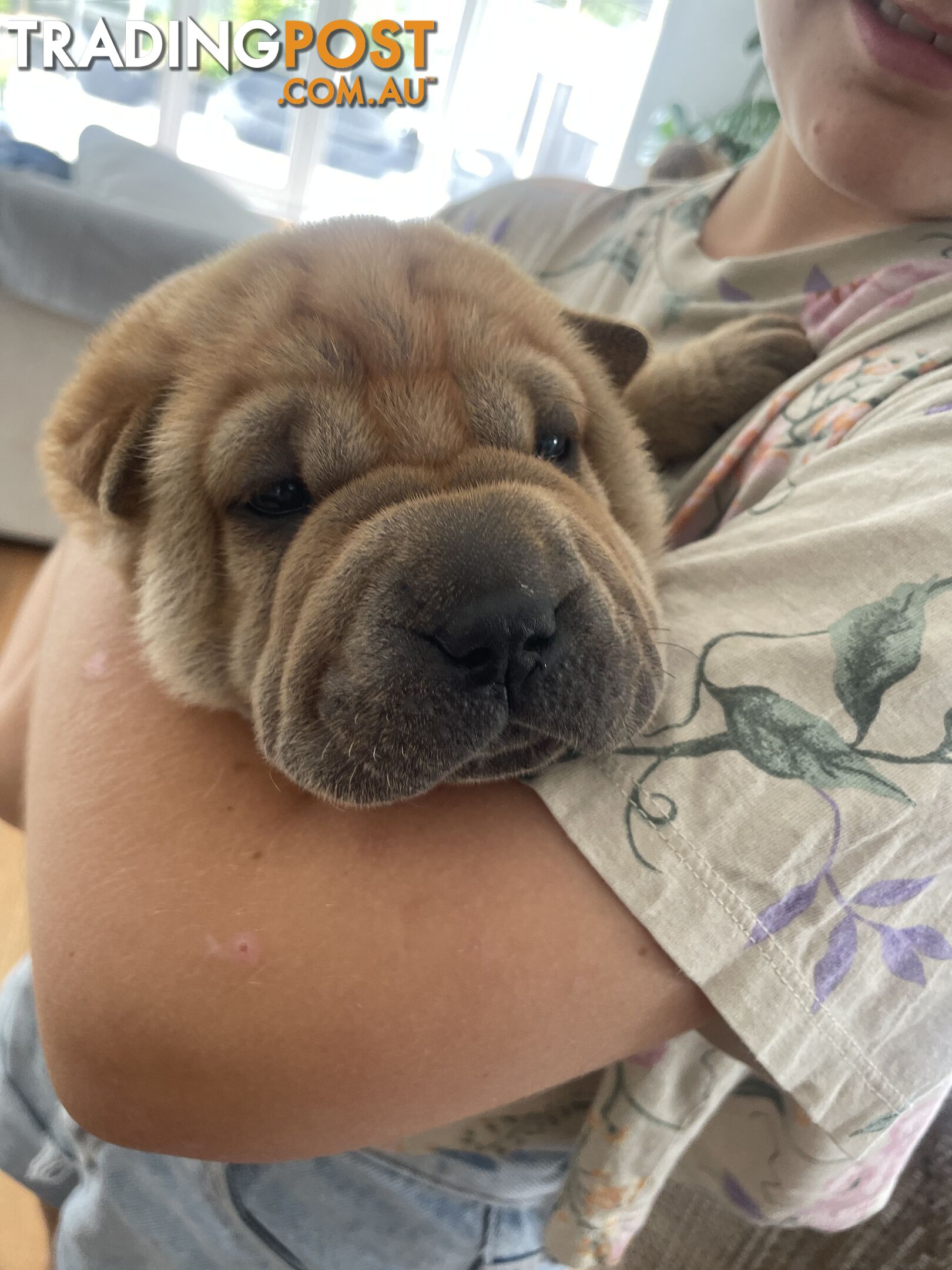 Shar Pei Puppies