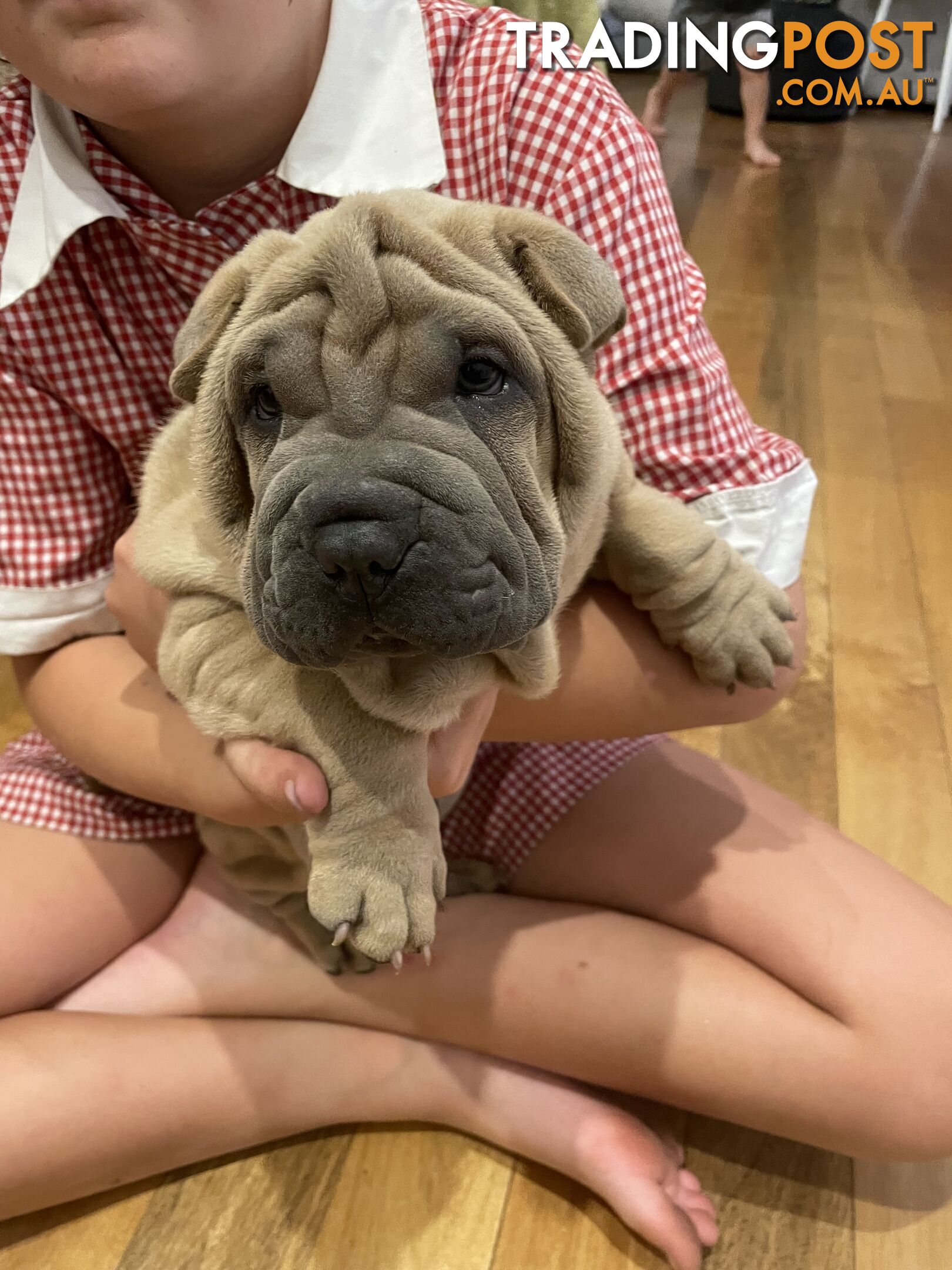 Shar Pei Puppies