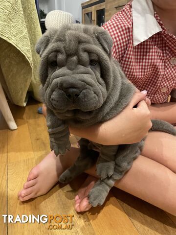 Shar Pei Puppies