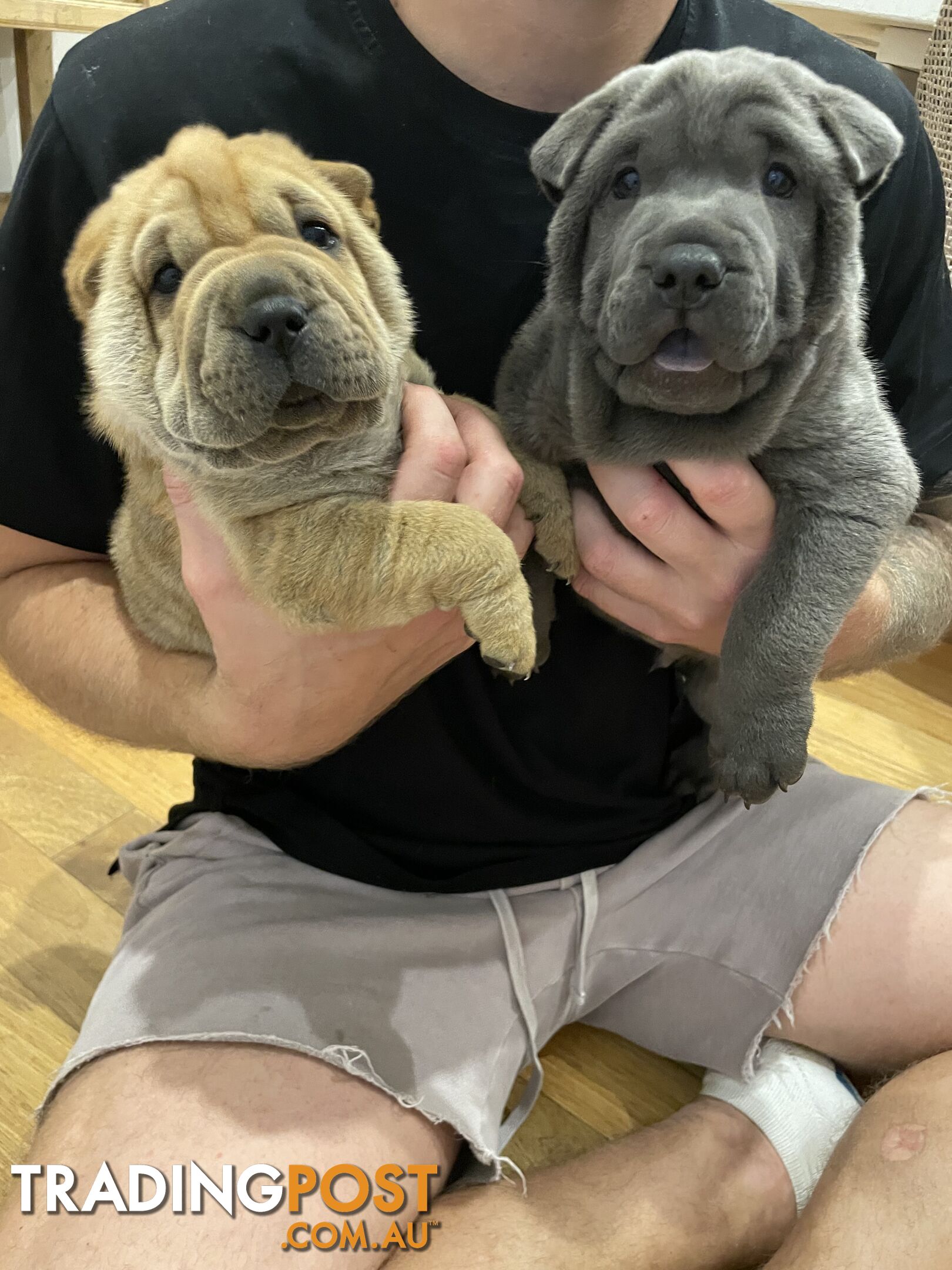 Shar Pei Puppies