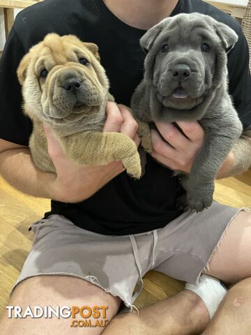 Shar Pei Puppies