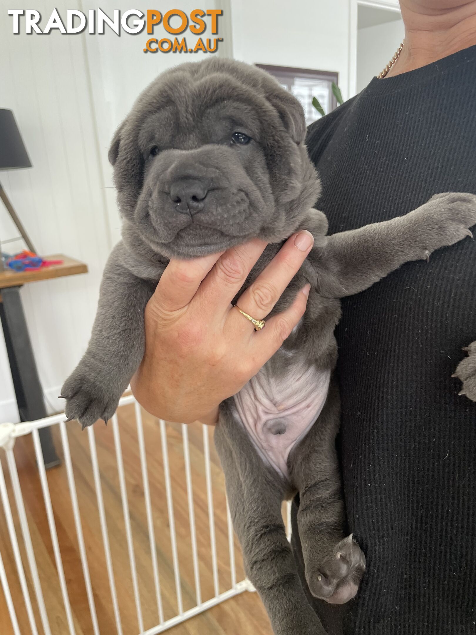 Shar Pei Puppies