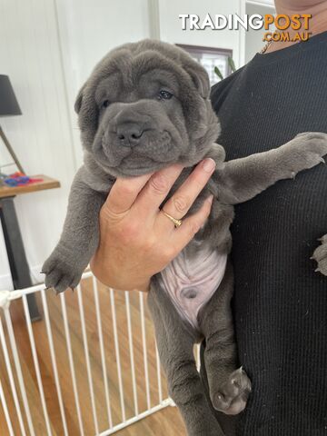 Shar Pei Puppies