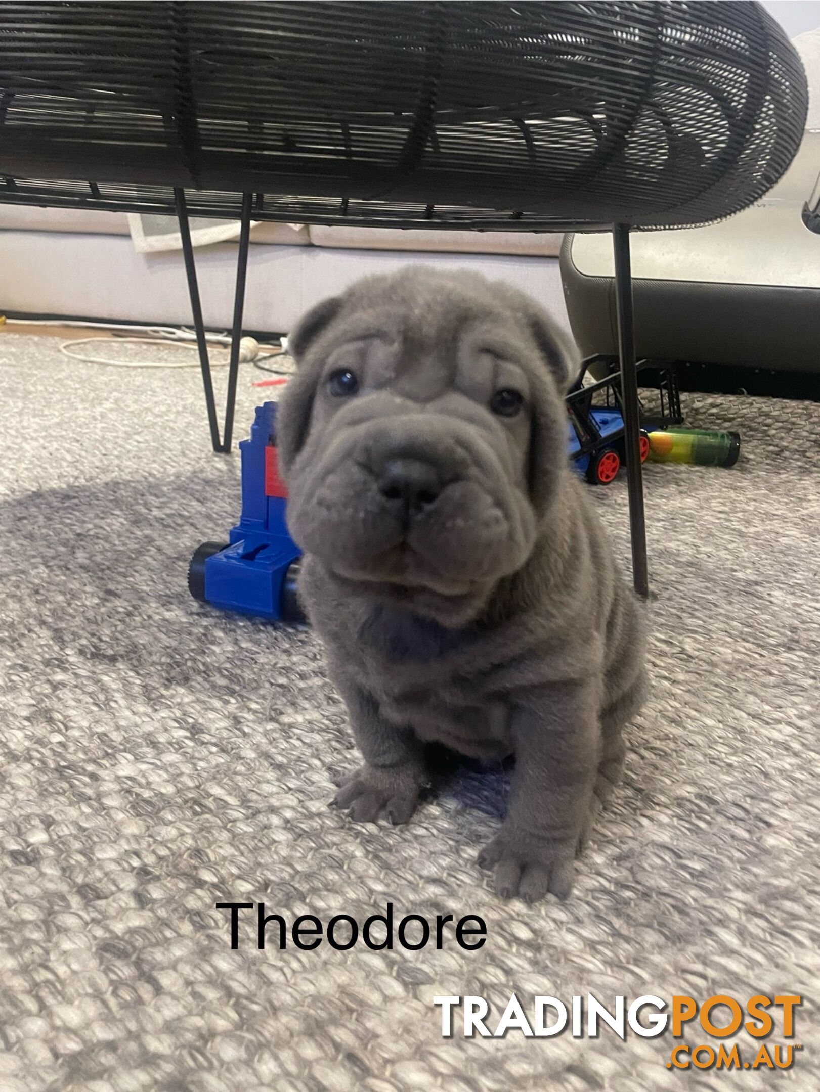 Shar Pei Puppies