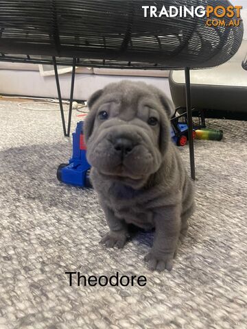 Shar Pei Puppies