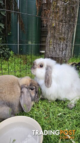 Two Male Lop Rabbits