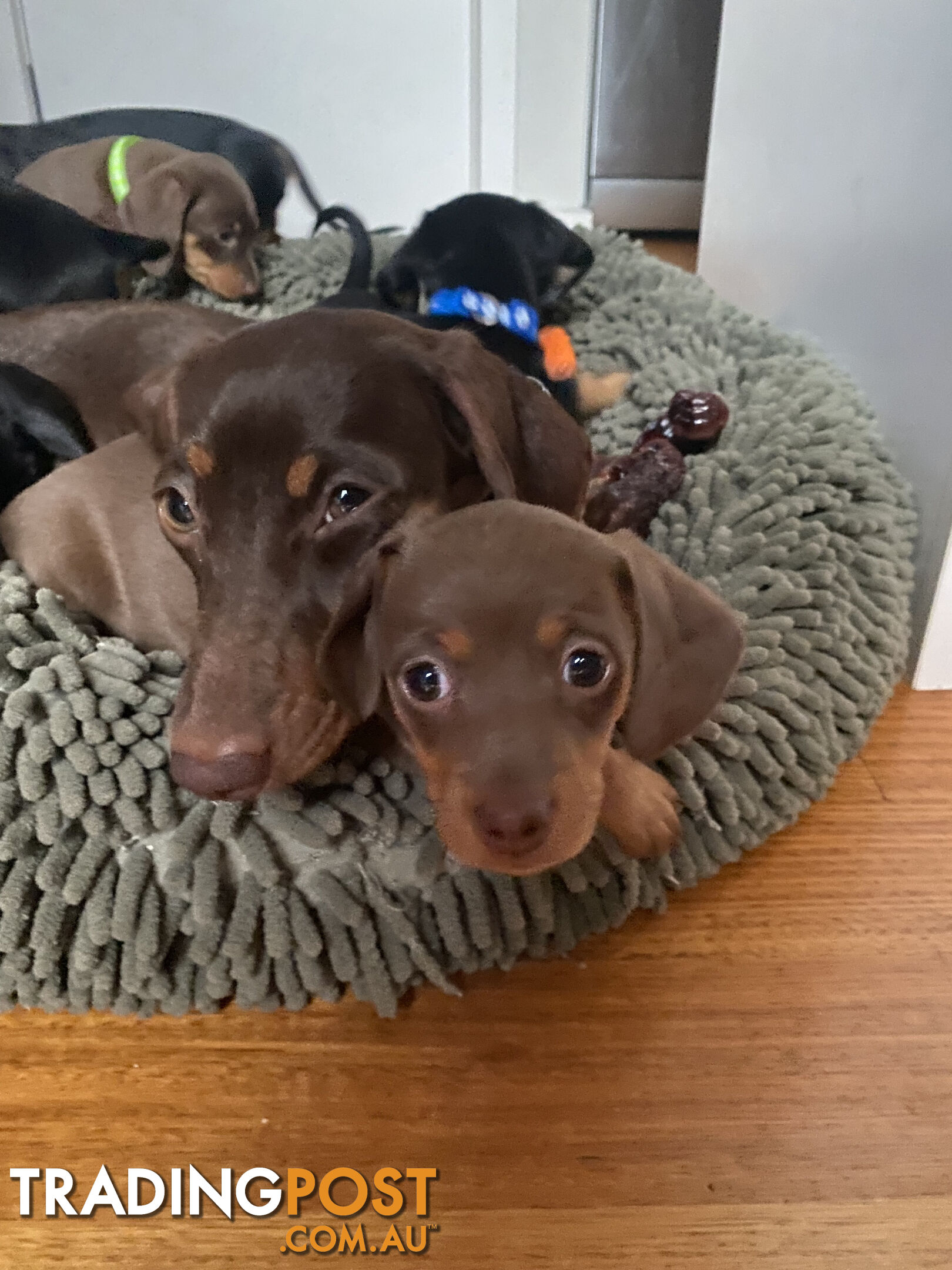 Purebred Miniature Dachshund Puppies - ready for homes now