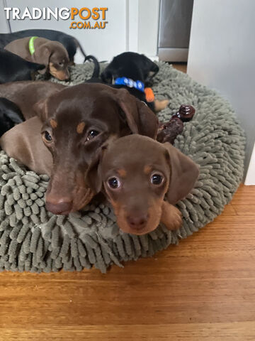 Purebred Miniature Dachshund Puppies - ready for homes now