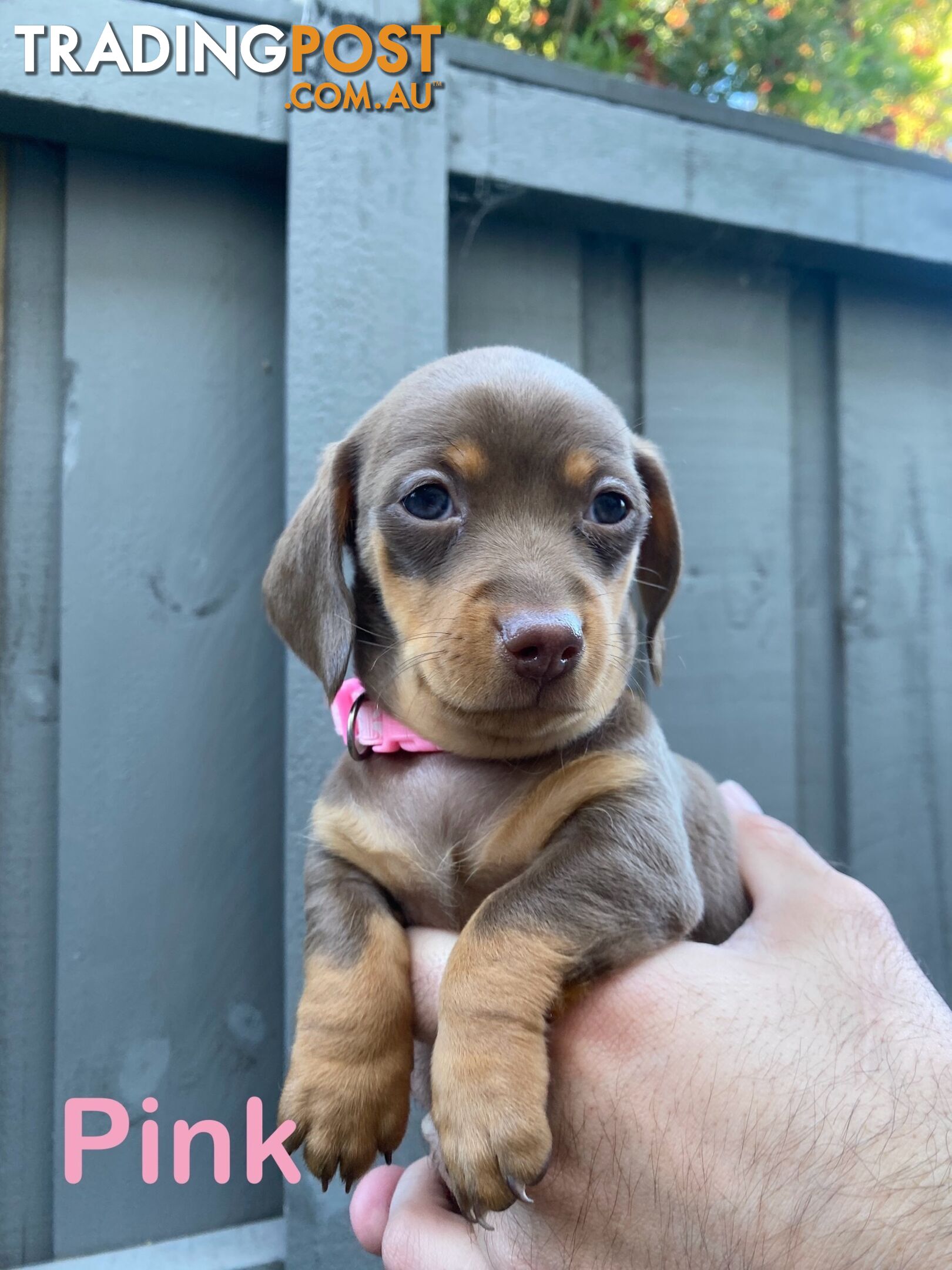 Purebred Miniature Dachshund Puppies - ready for homes now