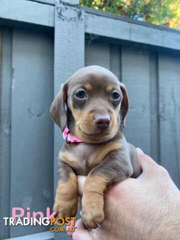 Purebred Miniature Dachshund Puppies - ready for homes now