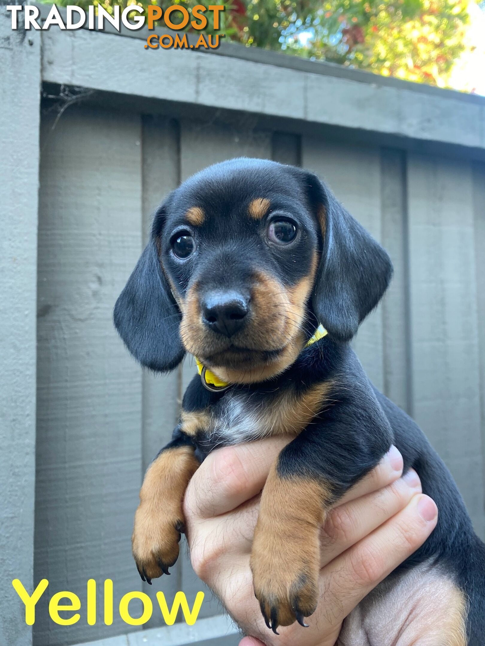 Purebred Miniature Dachshund Puppies - ready for homes now