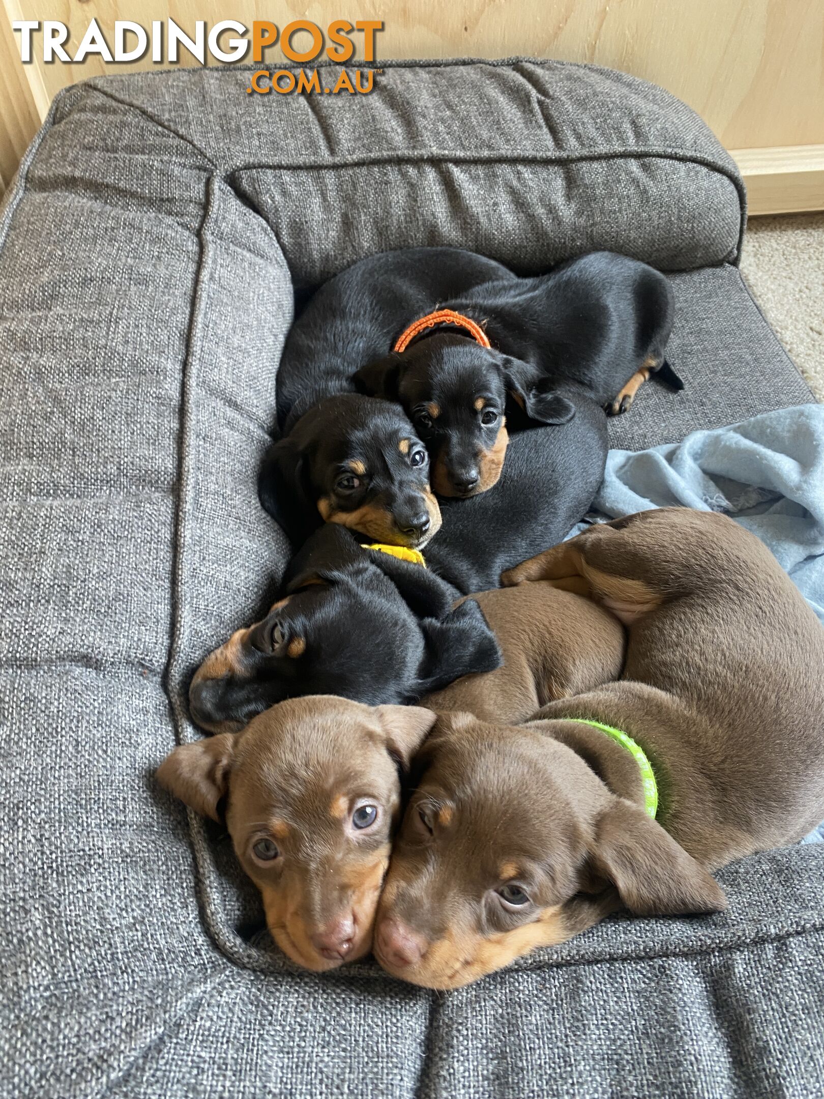 Purebred Miniature Dachshund Puppies - ready for homes now