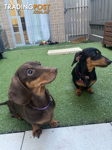 Purebred Miniature Dachshund Puppies - ready for homes now