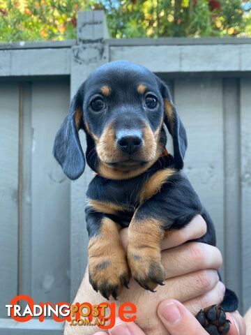 Purebred Miniature Dachshund Puppies - ready for homes now