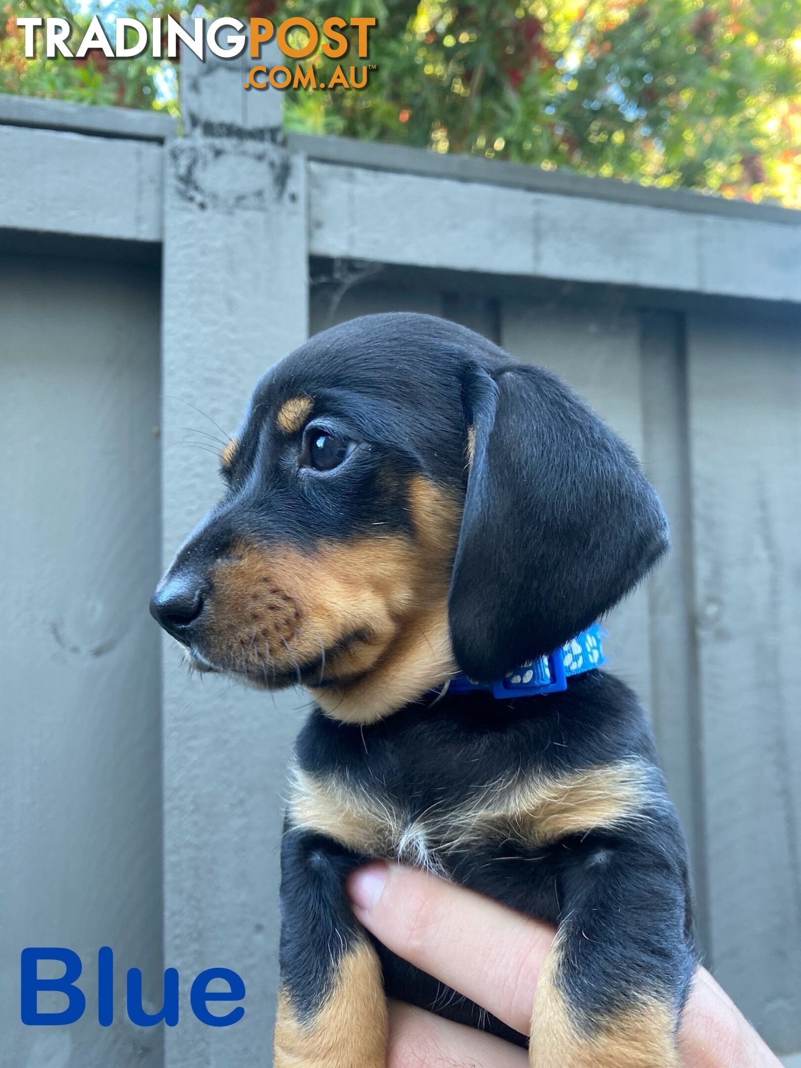 Purebred Miniature Dachshund Puppies - ready for homes now