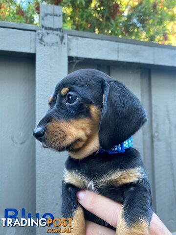 Purebred Miniature Dachshund Puppies - ready for homes now