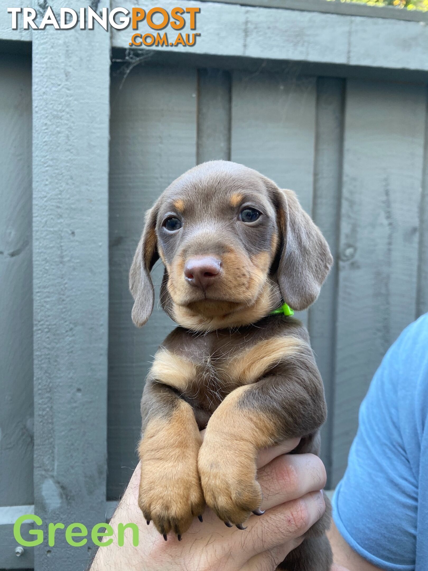 Purebred Miniature Dachshund Puppies - ready for homes now