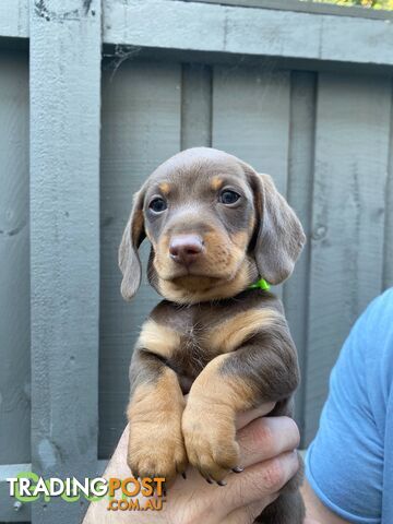 Five Purebred Miniature Dachshund Puppies