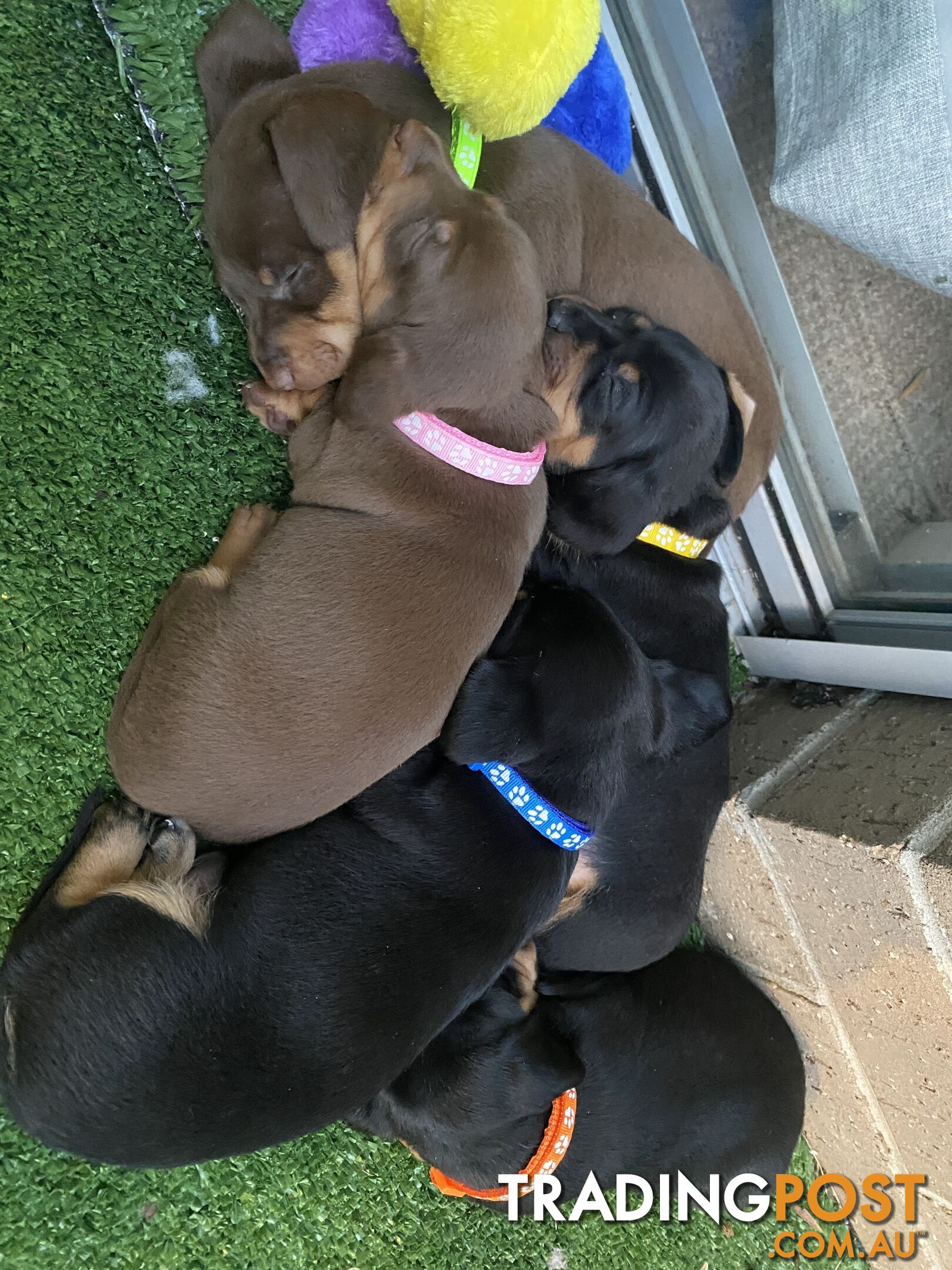 Purebred Miniature Dachshund Puppies - ready for homes now