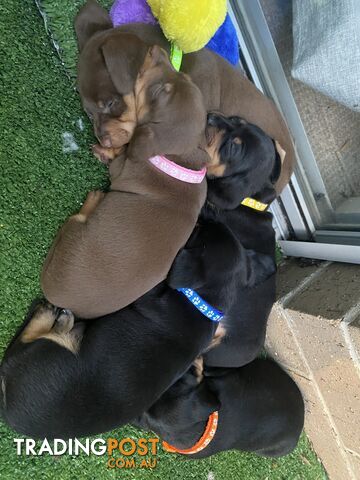 Purebred Miniature Dachshund Puppies - ready for homes now